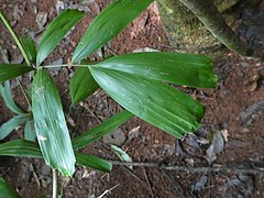 The compound leaf