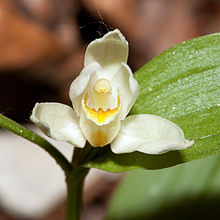 Céphalanthère pâle