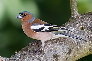 <span class="mw-page-title-main">Eurasian chaffinch</span> Species of bird