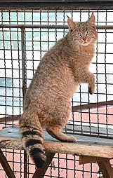 Chinese mountain cat