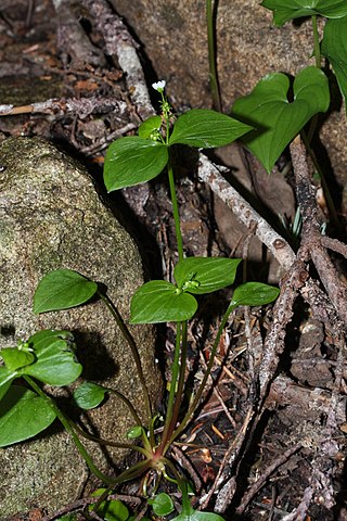 <i>Claytonia sibirica</i> Species of flowering plant in the family Montiaceae