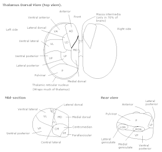 <span class="mw-page-title-main">Thalamic reticular nucleus</span>