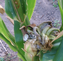 Ear of corn infected with Mycosarcoma maydis Corn smut on an ear of corn.png