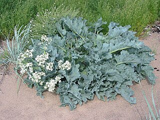 <i>Crambe maritima</i> species of plant