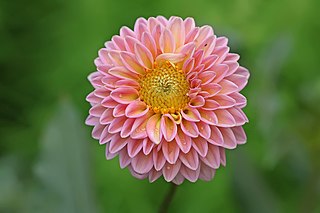 <i>Dahlia</i> Genus of flowering plants in the daisy family Asteraceae