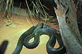 Olivenfarbige Sandrennnatter (Psammophis mossambicus)