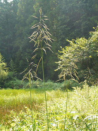 <i>Spodiopogon</i> Genus of grasses