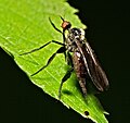 Empis pennipes