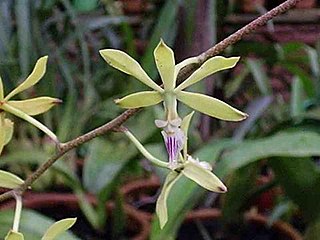 <i>Encyclia</i> Genus of orchids