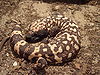 Gila monster2.JPG