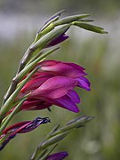 Gladiolus illyricus