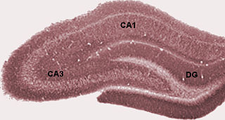 <span class="mw-page-title-main">Dentate gyrus</span> Region of the hippocampus in the brain