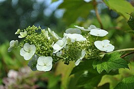 Hortensia blanc