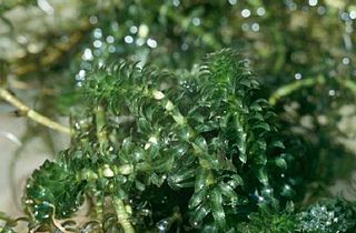 <i>Hydrilla</i> Species of plant