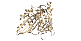 <span class="mw-page-title-main">KIF4A</span> Protein-coding gene in the species Homo sapiens