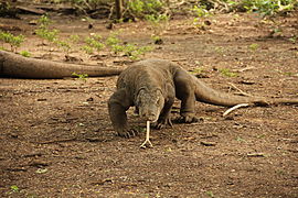 Varan Varanus komodoensis (Varanoidea)