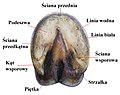 Podstawowe części kopyta końskiego