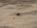 Senegalamarant Red-billed Firefinch male