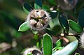 Leptospermum grandifolium, Barren Grounds