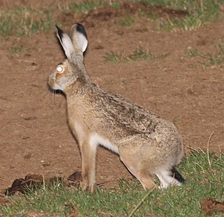 <span class="mw-page-title-main">Broom hare</span> Species of mammal