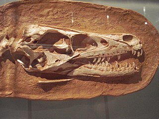 <i>Tsaagan</i> Extinct genus of dinosaurs