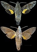 Macroglossum prometheus