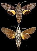 Macroglossum pyrrhosticta