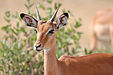 44 Commons:Picture of the Year/2011/R1/Male impala headshot.jpg