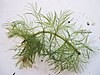 Myriophyllum verticillatum.jpeg