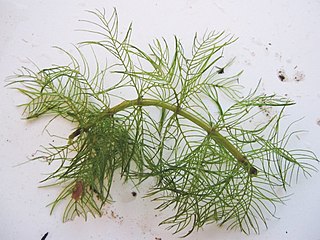 <i>Myriophyllum verticillatum</i> Species of flowering plant in the family Haloragaceae