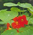 Tropaeolum majus Category:Tropaeolaceae