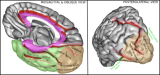 <span class="mw-page-title-main">Occipital gyri</span> Three parallel gyri of the occipital lobe of the brain