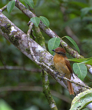 <span class="mw-page-title-main">Tityridae</span> Family of birds