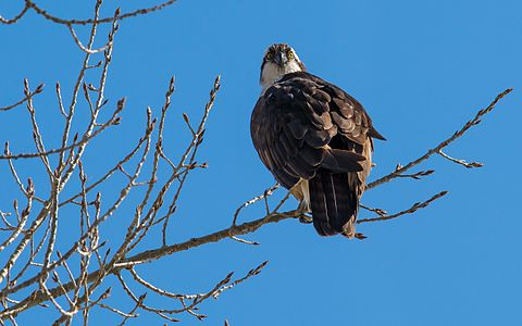 Western Osprey (Pandion haliaetus) © Rehman2112