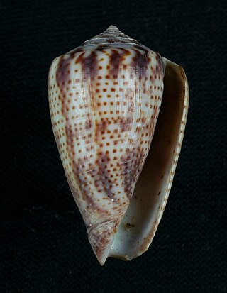 <i>Perplexiconus</i> Subgenus of gastropods