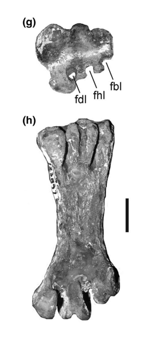 <i>Phocavis</i> Extinct genus of Plotopteridae