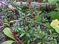 Plants; Panhandle National Forest, Idaho