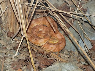 <i>Porthidium lansbergii</i> Species of snake