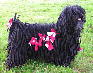 <span class="mw-page-title-main">Puli dog</span> Dog breed