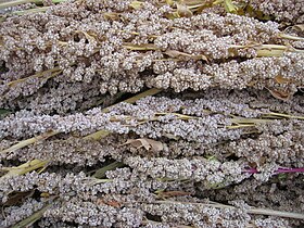 Dry quinoa (Chenopodium quinoa) ready for threshing