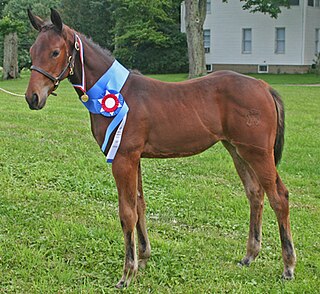 <span class="mw-page-title-main">Filly</span> Young female horse