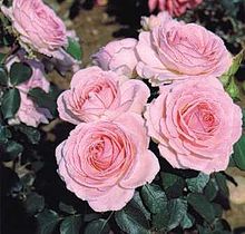 'Mark Twain' Rose Mark Twain.jpg