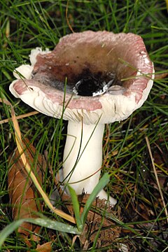 Trapioji ūmėdė (Russula fragilis)