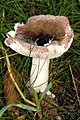 Russula fragilis