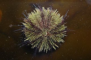 <i>Strongylocentrotus droebachiensis</i> Species of sea urchin