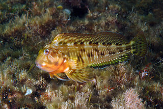 Combtooth blenny Family of fishes