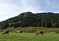 Sienspitze 1600m