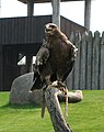 Békászó sas (Aquila pomarina)