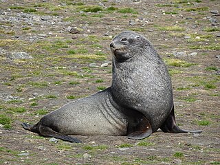 <span class="mw-page-title-main">Antarctic fur seal</span> Species of carnivore