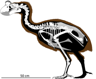 <i>Sylviornis</i> Extinct genus of birds